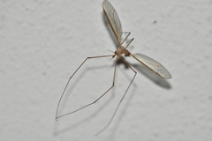Tipulinae