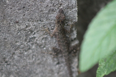 Anolis wellbornae
