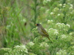 Embernagra platensis