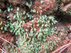 Fissidens asplenioides