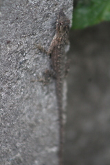 Anolis wellbornae