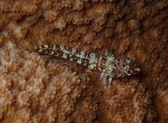 Enneapterygius rufopileus
