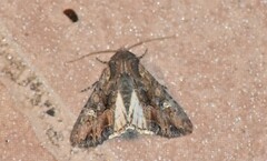 Mniotype occidentalis