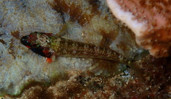 Enneapterygius rufopileus