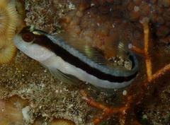 Parablennius serratolineatus