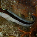 Norfolk Island Blenny - Photo (c) John Sear, some rights reserved (CC BY-NC), uploaded by John Sear