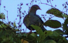 Patagioenas flavirostris