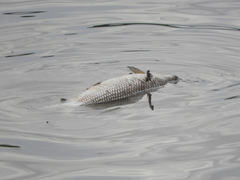 Prochilodus lineatus
