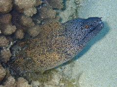 Gymnothorax annasona