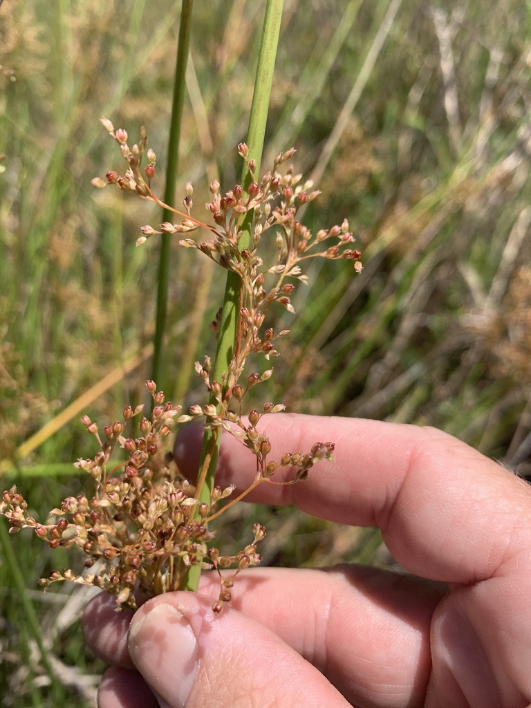 Juncus continuus in October 2022 by Geoffrey Sinclair · iNaturalist