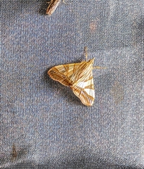 Agrioglypta zelimalis