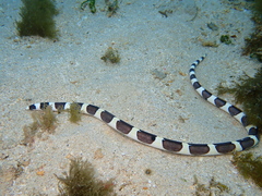 Leiuranus semicinctus