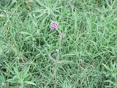 Verbena