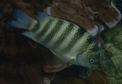 Abudefduf septemfasciatus