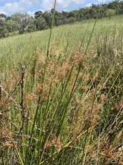 Juncus continuus