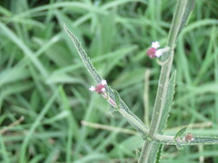 Verbena