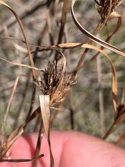 Cyperus polystachyos