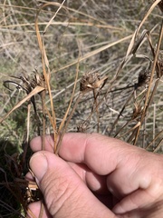 Cyperus polystachyos