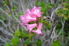 Rhododendron hirsutum