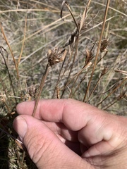 Cyperus polystachyos