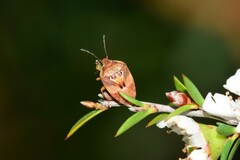 Eupolemus angularis