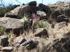 Puya spathacea