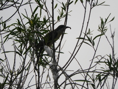 Coccyzus melacoryphus