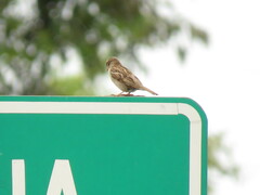 Passer domesticus