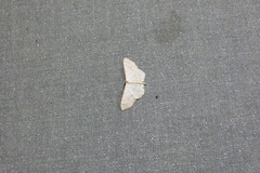 Ptychamalia perlata