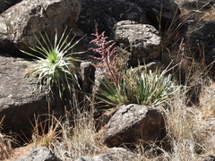 Puya spathacea