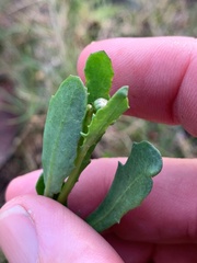 Sphaeromorphaea major