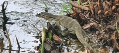 Varanus salvator bivittatus