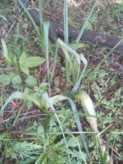 Albuca virens