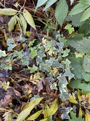 Hedera helix