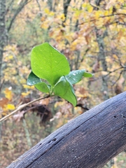 Lonicera periclymenum