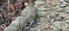 Varanus salvator bivittatus