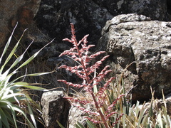 Puya spathacea
