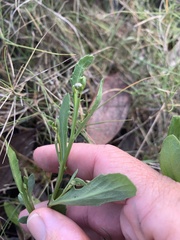 Sphaeromorphaea major