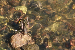 Melanoplus differentialis