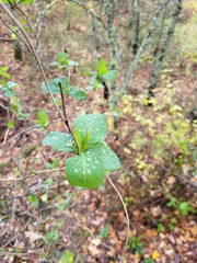 Lonicera periclymenum