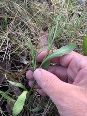 Sphaeromorphaea major