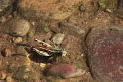 Melanoplus thomasi