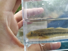 Sicyopterus japonicus