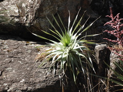 Puya spathacea