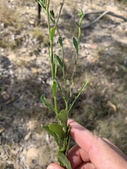 Sphaeromorphaea major