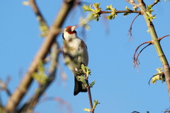 Carduelis carduelis