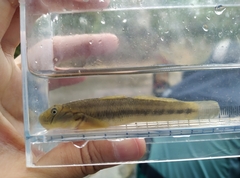 Sicyopterus japonicus
