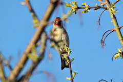Carduelis carduelis