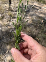 Sphaeromorphaea major