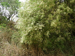 Blepharocalyx salicifolius